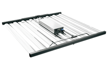 Load image into Gallery viewer, Tarantula Long Leg