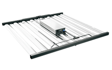 Load image into Gallery viewer, Tarantula Long Leg